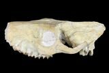 Oreodont (Merycoidodon) Partial Skull - Wyoming #113034-6
